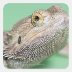 Bearded dragon 2 square sticker
