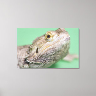Bearded dragon canvas print