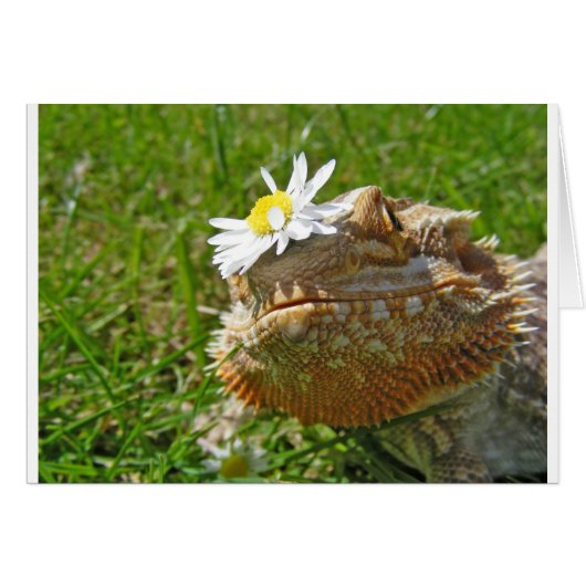 Bearded dragon cards (Front Horizontal)