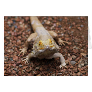 Bearded Dragon Cards
