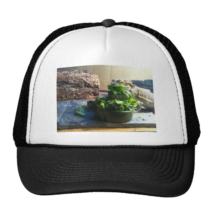 Bearded dragon enjoying salad hats