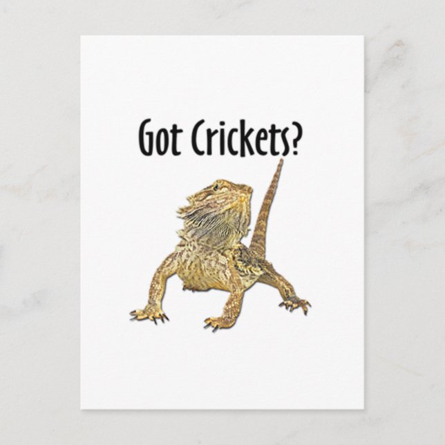 Bearded Dragon Got Crickets Postcard (Front)