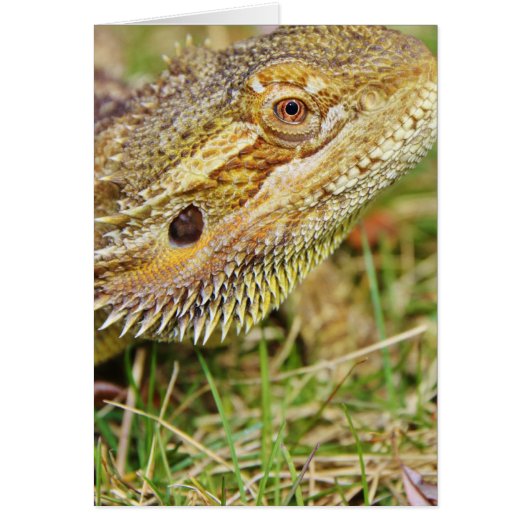 Bearded Dragon Head Cards (Front)
