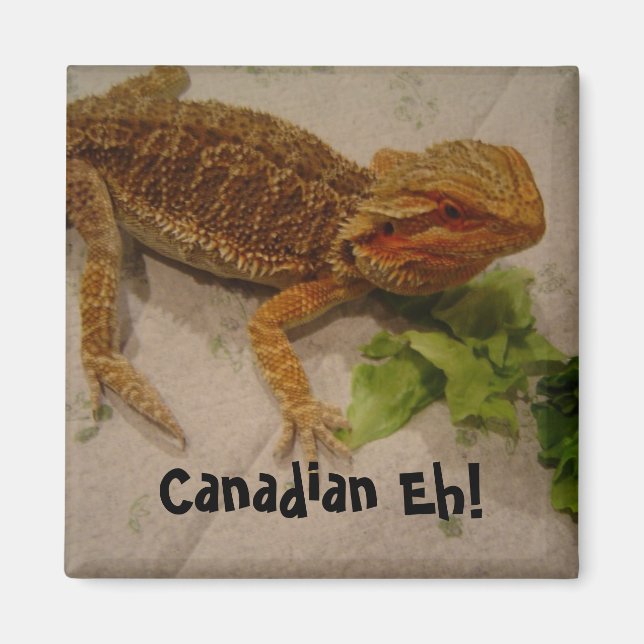 Bearded Dragon Humor Canadian Eh! Magnet (Front)