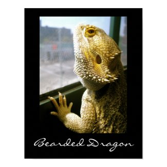 Bearded Dragon in the Window Poster print