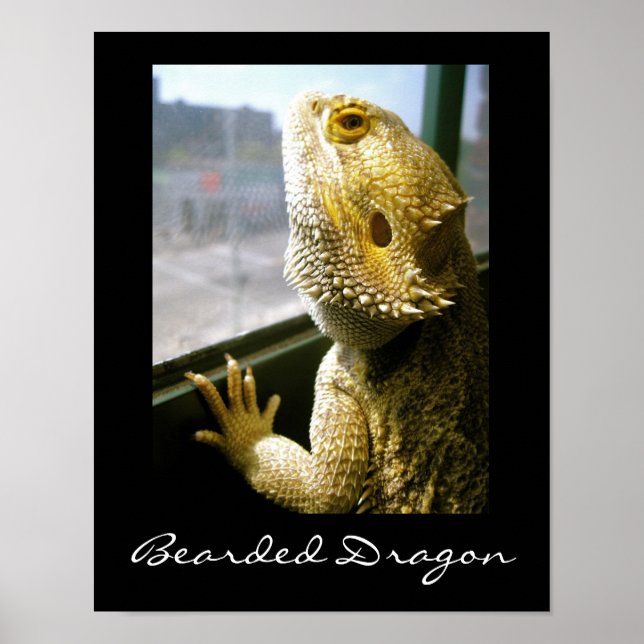 Bearded Dragon in the Window Poster (Front)