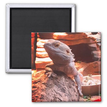 Bearded Dragon Magnet by MarblesPictures at Zazzle