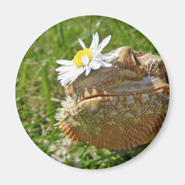 Bearded dragon magnet (Front)