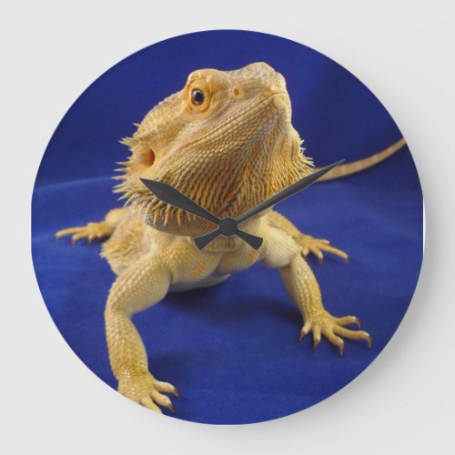 Bearded Dragon on Blue Large Clock