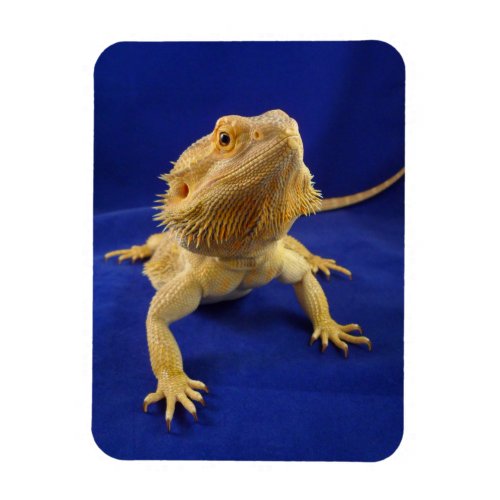 Bearded Dragon on Blue Magnet