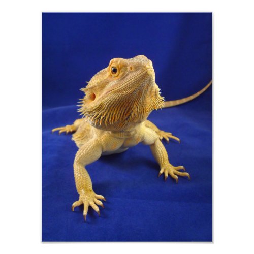 Bearded Dragon on Blue Photo Print