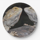 Bearded dragon