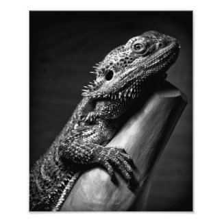 Bearded Dragon photographic poster