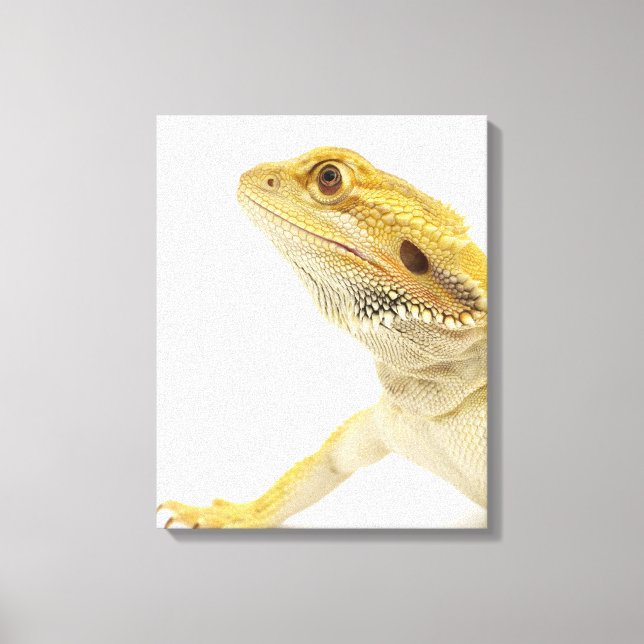 Bearded dragon (Pogona Vitticeps) Canvas Print (Front)