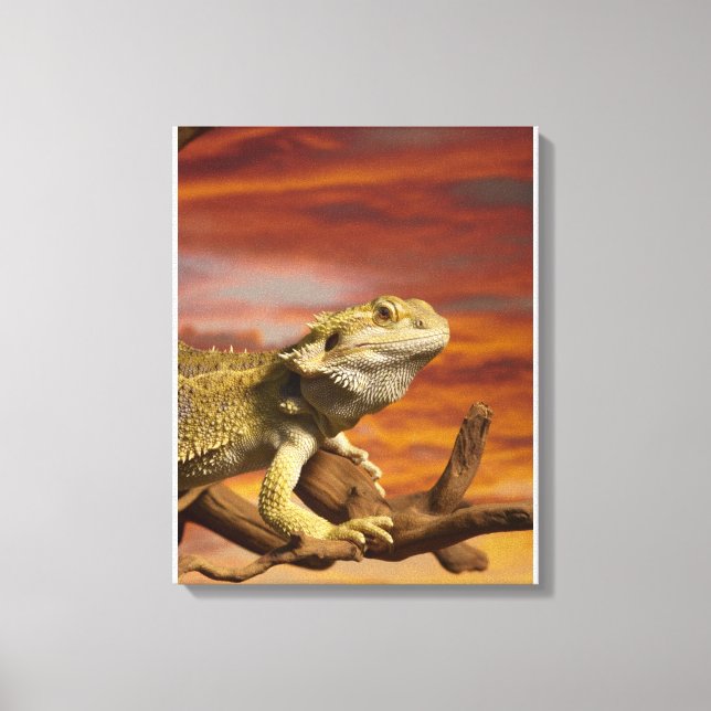 Bearded dragon (Pogona Vitticeps) on branch, Canvas Print (Front)