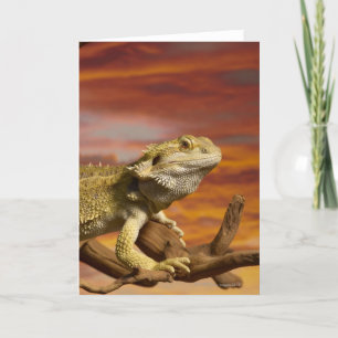 Bearded dragon (Pogona Vitticeps) on branch, Card