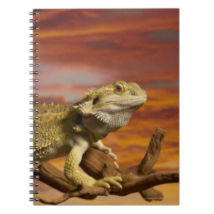 Bearded dragon (Pogona Vitticeps) on branch, Notebook