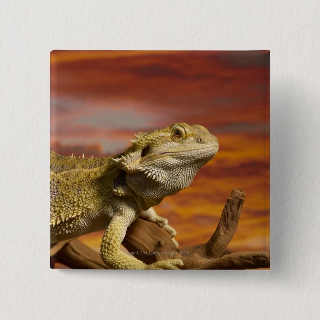 Bearded dragon (Pogona Vitticeps) on branch, Pinback Button (Front)