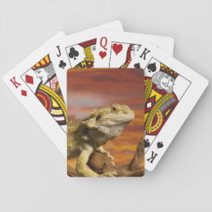 Bearded dragon (Pogona Vitticeps) on branch, Playing Cards