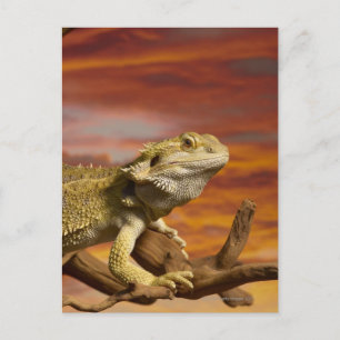 Bearded dragon (Pogona Vitticeps) on branch, Postcard