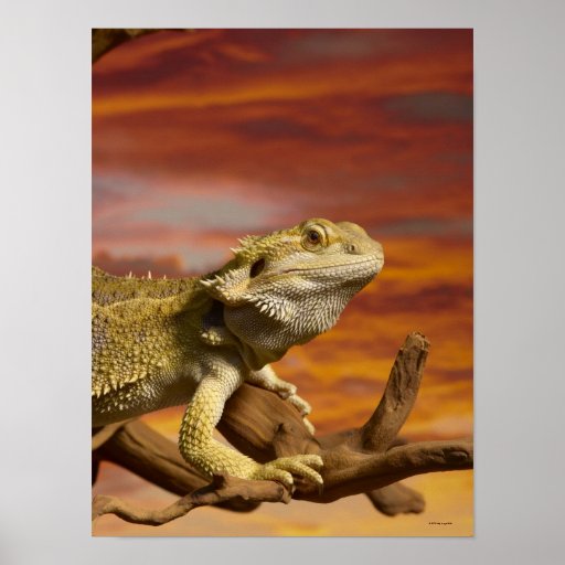 Bearded dragon (Pogona Vitticeps) on branch, Poster | Zazzle