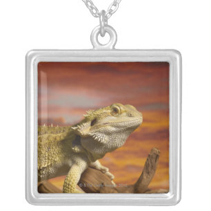 Bearded dragon (Pogona Vitticeps) on branch, Silver Plated Necklace