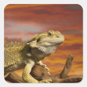 Bearded dragon (Pogona Vitticeps) on branch, Square Sticker