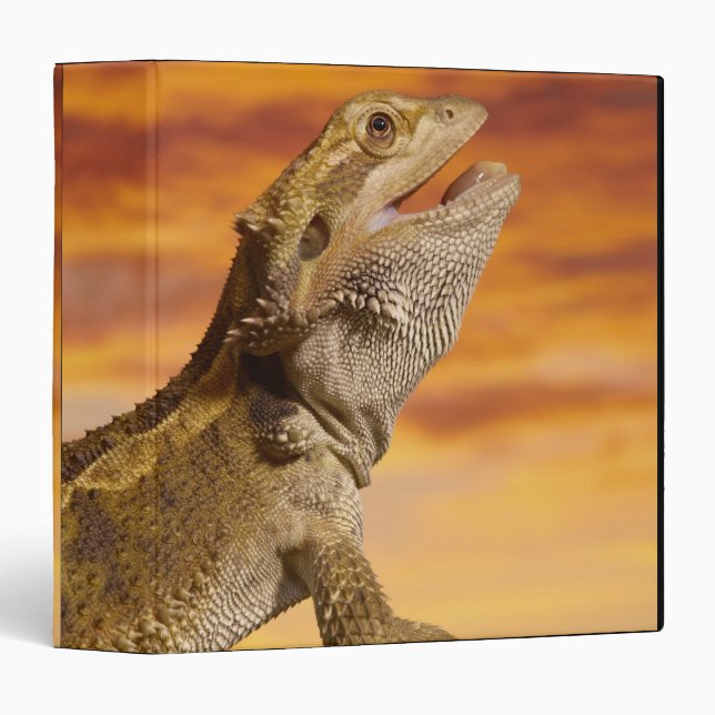 Bearded dragon (Pogona Vitticeps) on rock, Binder (Front/Spine)