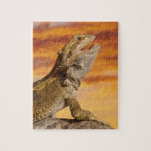 Bearded dragon (Pogona Vitticeps) on rock, Jigsaw Puzzle