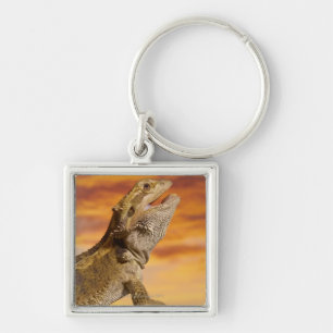 Bearded dragon (Pogona Vitticeps) on rock, Keychain