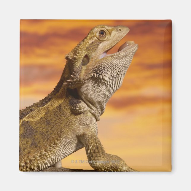 Bearded dragon (Pogona Vitticeps) on rock, Magnet (Front)