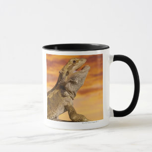 Bearded dragon (Pogona Vitticeps) on rock, Mug