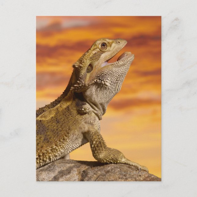 Bearded dragon (Pogona Vitticeps) on rock, Postcard (Front)
