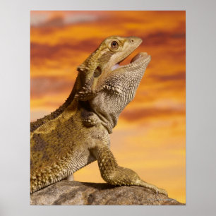 Bearded dragon (Pogona Vitticeps) on rock, Poster