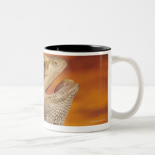 Bearded dragon Pogona Vitticeps on rock Two_Tone Coffee Mug