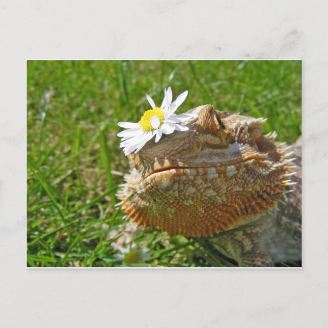Bearded dragon postcard (Front)