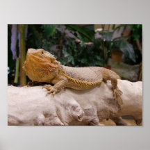 Bearded Dragon