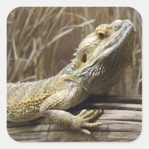 Bearded Dragon Reptile Stickers