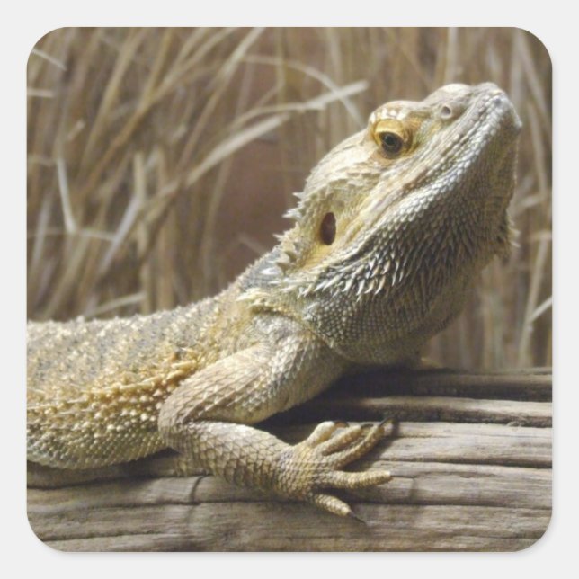 Bearded Dragon Reptile Stickers (Front)