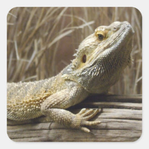 Bearded Dragon Reptile Stickers
