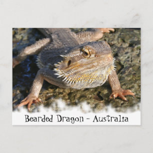 Bearded Dragon Series Postcard