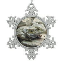 Bearded Dragon