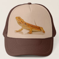 Bearded Dragon