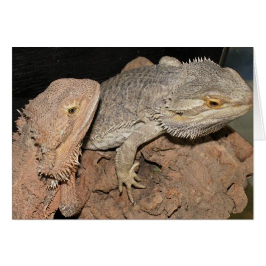 Bearded Dragons Cards (Front Horizontal)