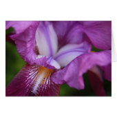 Bearded German Iris (Front Horizontal)