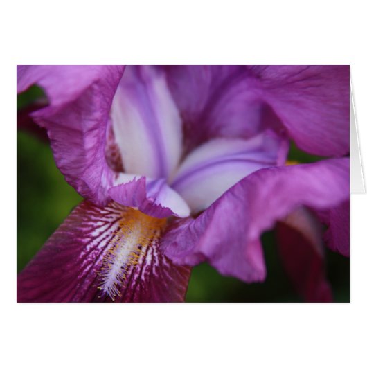 Bearded German Iris Cards (Front Horizontal)