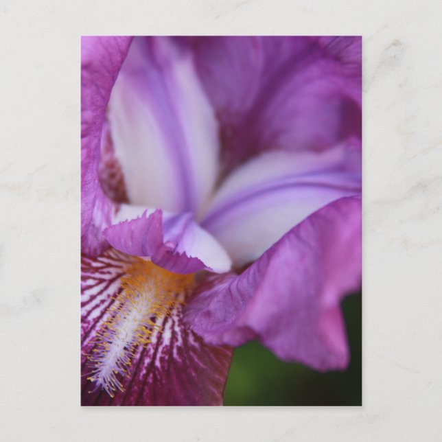Bearded German Iris Postcard (Front)