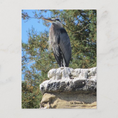 Bearded Heron Postcard