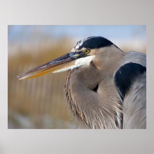 Bearded Heron Poster