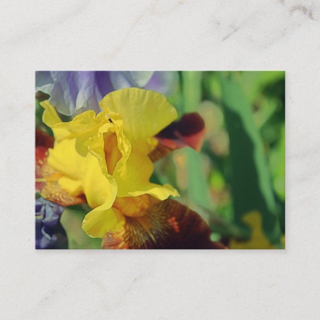 Bearded Iris #1 Business Cards (Front)